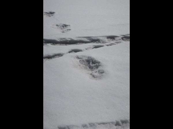 ಏನಿದು ಯೇತಿ?