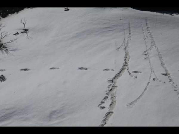 ದಾಖಲೆ ನೀಡಿದ ಯೇತಿ ಕೂದಲು