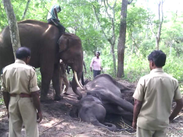  ಪ್ರಾಣಿಗಳ ಸಾವಿಗೆ ಇದು ಕೂಡ ಕಾರಣ 
