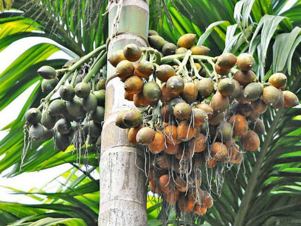 ಲಾಲ್‌ಕೃಷ್ಣ ಅಭಿಪ್ರಾಯ 