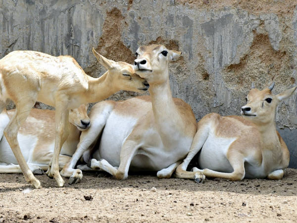 ಸಂದ ಗೌರವಗಳು