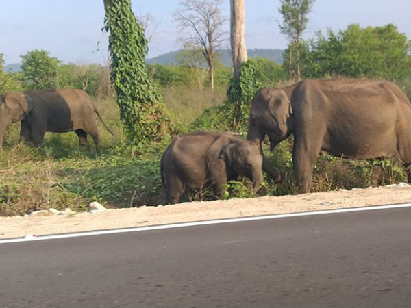 ಬಂಡೀಪುರ ಸಫಾರಿ ಟಿಕೆಟ್‌ಗೆ ಸಾಲು 