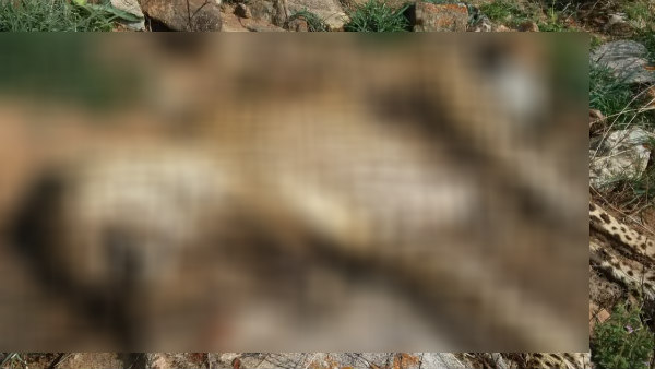 Tiger and Leopard decomposed body found in Chamarajanagar 