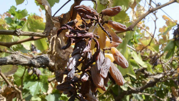 ಋತುವಿಗೆ ತಕ್ಕ ಬೆಳೆ