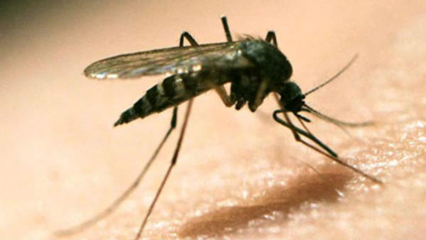 ಅಕಾಲಿಕ ಮಳೆ, ಮನೆಮುಂದೆ ನೀರು ನಿಲ್ಲದಂತೆ ಎಚ್ಚರ ವಹಿಸಿ 