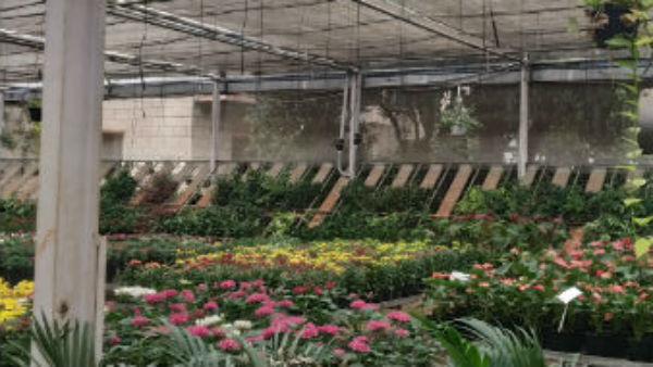 ಸಿದ್ದಾಪುರ ನರ್ಸರಿಯ ಇತಿಹಾಸ