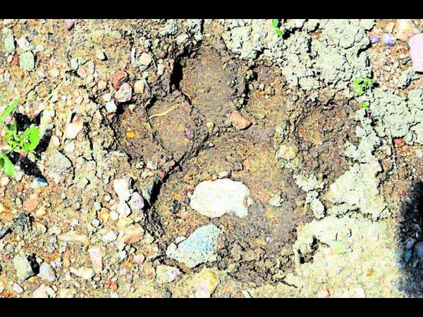 In HD Kote Leopard – Tiger attacks increasing day by day 