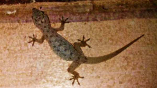 Nagpur man finds dead lizard in vada sambar at Haldiram’s, photo goes viral Nagpur man finds dead lizard in vada sambar at Haldiram’s, photo goes viral