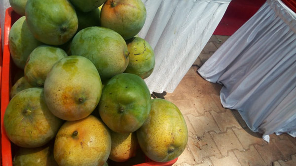 ಎಂಜಿನಿಯರ್‌ಗಳೆಲ್ಲ ಒಟ್ಟುಗೂಡಿ ಬೆಳೆದ ನೈಸರ್ಗಿಕ ಮಾವು 