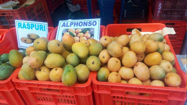ಕೋಲಾರದ ಮಾವು ಜೂನ್ ಬಳಿಕವೂ ಇರಲಿದೆ 