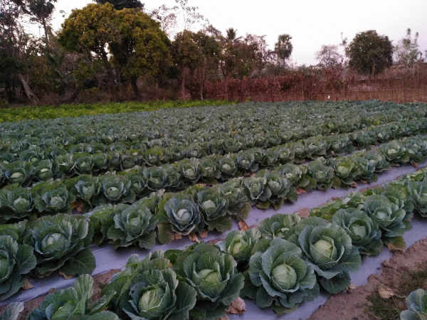 ಪಾತಿ ನಿರ್ಮಿಸುವುದು