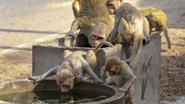 ಚುರುವಿನಲ್ಲಿ ಗರಿಷ್ಠ ಐವತ್ತು ಡಿಗ್ರಿ ಸೆಲ್ಷಿಯಸ್ ದಾಟಿತ್ತು
