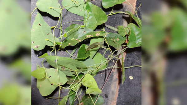 ಜೆಲ್ಲಿ ಮಾಡುವ ವಿಧಾನ ಶುರುವಾಯಿತು