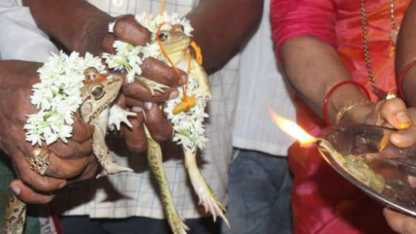  Frog Wedding for rain in Udupi 
