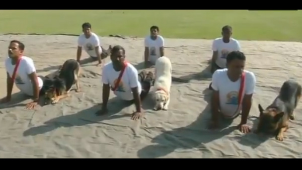 International Yoga Day: Viral Video of Dogs performing Yoga International Yoga Day: Viral Video of Dogs performing Yoga
