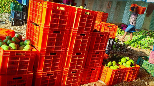 Mango growers and sellers happy in Srinivasapura taluk 