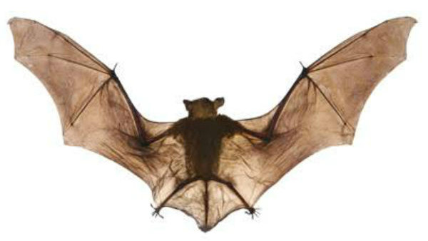 ನಿಪಾಹ್ ವೈರಸ್ ಎಂದರೇನು? ನಿಪಾಹ್ ವೈರಸ್ ಎಂದರೇನು?