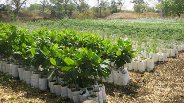 ಹಸರೀಕರಣ ಯೋಜನೆಗಳು