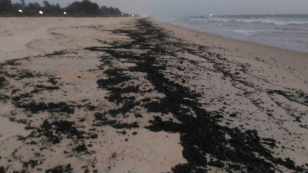 Dead Dolphin found in Surathkal sea shore 