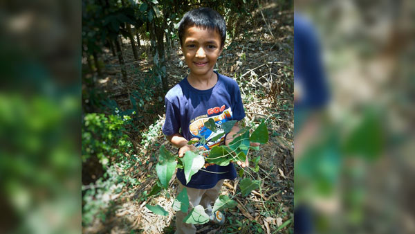 ಬೇರು, ನಾರು ಮತ್ತು ಎಲೆಗಳನ್ನು ಕಷಾಯ ಮಾಡಿ ಕುಡಿಯಬಹುದು