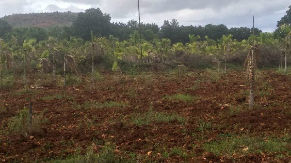 Challenges facing by Davangere district Mayakonda hobli farmers 