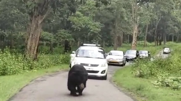 Bandipur forest road witnessed Bear citing Bandipur forest road witnessed Bear citing
