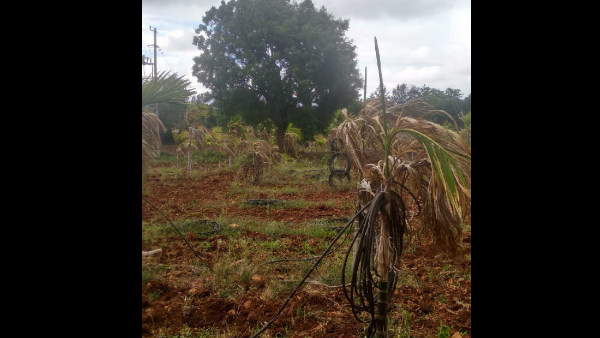 Challenges facing by Davangere district Mayakonda hobli farmers 