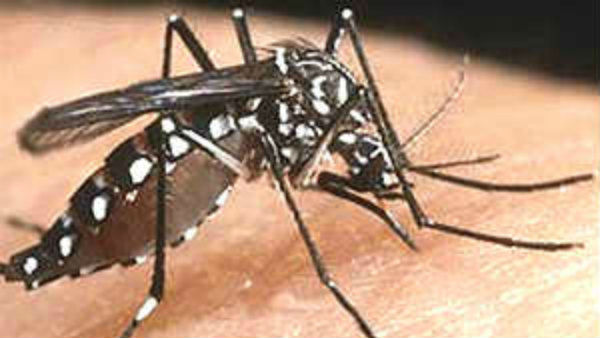 Dengue Cases In Dakshina Kannada District Dengue Cases In Dakshina Kannada District