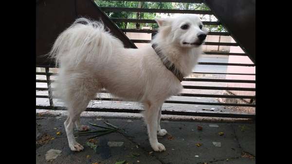 Owner abandoned pet dog alleging illegal affair in Keralas capital Owner abandoned pet dog alleging illegal affair in Keralas capital