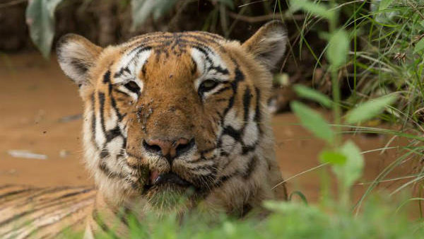 2014ರಲ್ಲಿ ಕರ್ನಾಟಕದಲ್ಲಿ 406 ಹುಲಿ