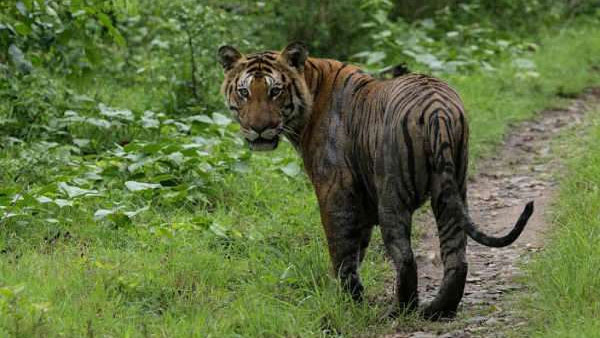 ನಾಲ್ಕು ವರ್ಷಗಳಿಗೊಮ್ಮೆ ಹುಲಿ ಗಣತಿ