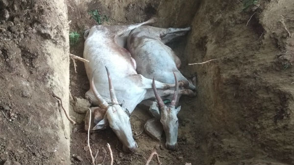 2 cattle died by eating uria mixed food