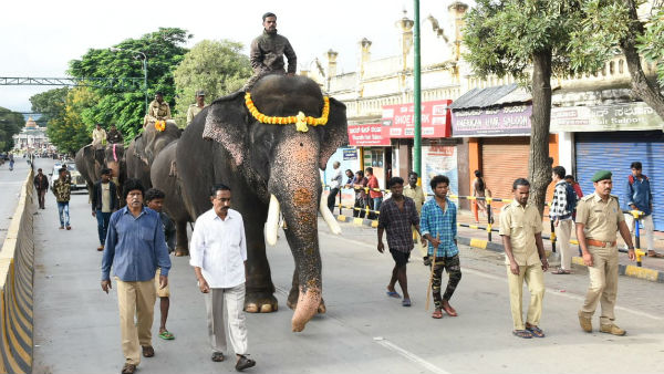 Dassara Elephant captain Arjuna taken first place in heavy weight