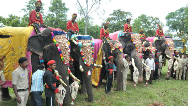First round 6 elephants enter Mysuru palace to attend Dassara jambusavri