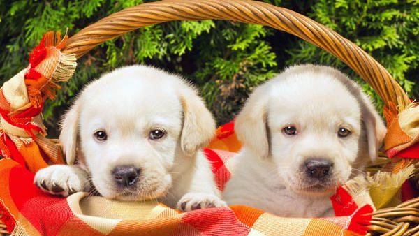 ಆಚರಣೆ ಹೇಗೆ?