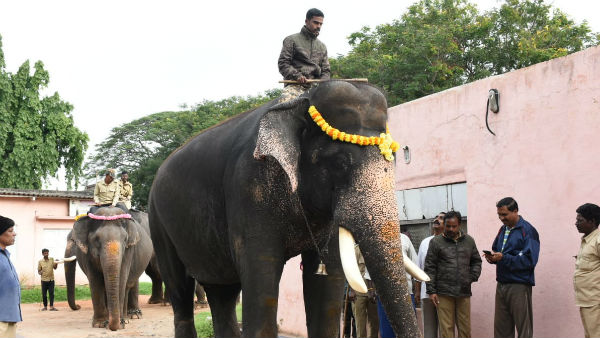 Dassara Elephant captain Arjuna taken first place in heavy weight