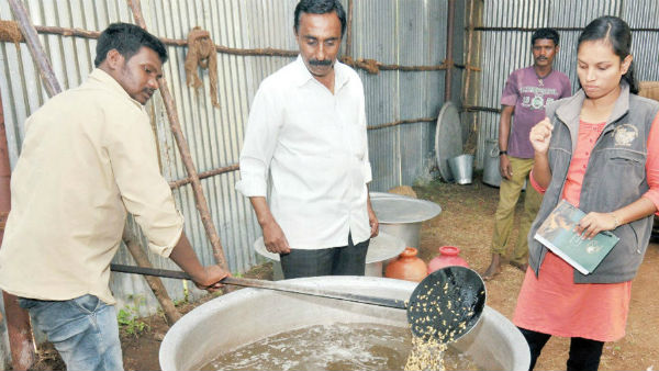 Special food is preparing for Mysuru dasara Jambusavari elephants