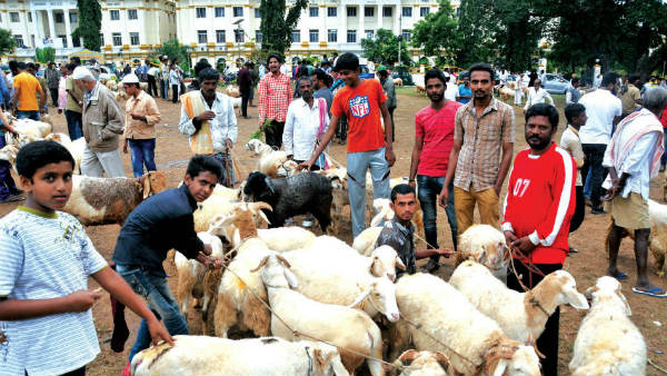 Sale of Sheep’s picks in Mysuru city