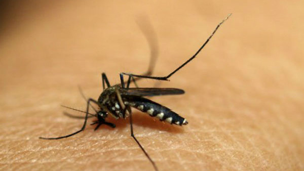 Bengaluru Worried About Dengue Epidemic; BBMP Goes Into Deep Sleep Bengaluru Worried About Dengue Epidemic; BBMP Goes Into Deep Sleep