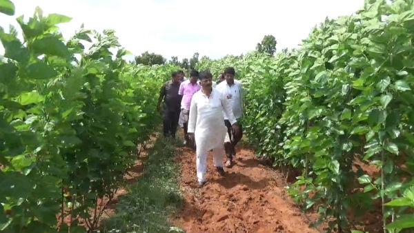 Dk Shivakumar Silk Agriculture In Sante Kodihalli
