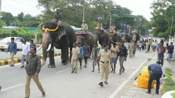 How Is The Workout For Elephants In Jamboosavari For Dasara
