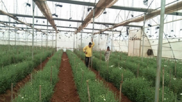 Success Story Of Farmer Who Cultivate Chrysanthemum