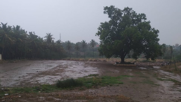 Rain And Donkey Marriage In Chitradurga