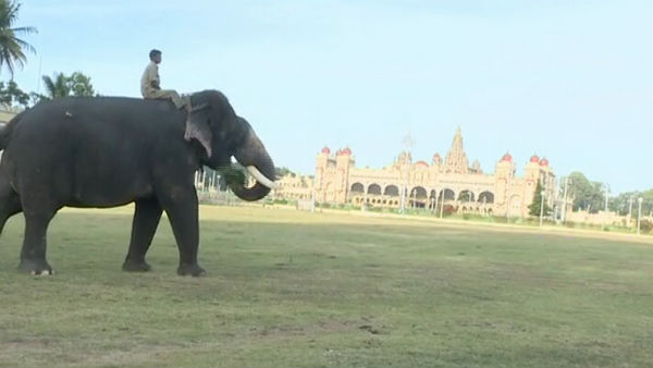 ಕಾರೇಕೊಪ್ಪ ಅರಣ್ಯದಲ್ಲಿ ಸೆರೆಯಾಗಿದ್ದ ಗೋಪಿ