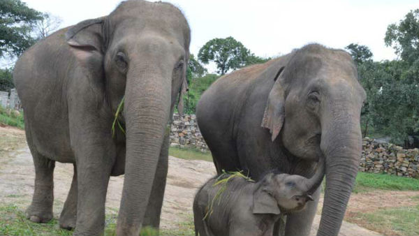 ಕುತೂಹಲ ಮೂಡಿಸಿದೆ ಲಕ್ಷ್ಮೀಯ ಮೊದಲ ನಡೆ 
