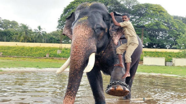 Political interference on dassara elephant Arjuna mautha selection