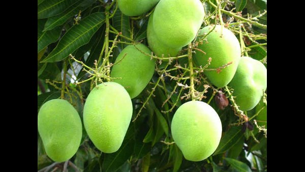 ಯಾವ ಮಾವಿನ ಕಾಯಿ ಸೂಕ್ತ?