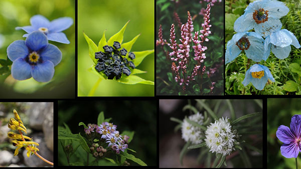 ಇಲ್ಲಿ ವೈವಿಧ್ಯಮಯ ಹೂಗಳಿಗೆ ಲೆಕ್ಕವಿಲ್ಲ 