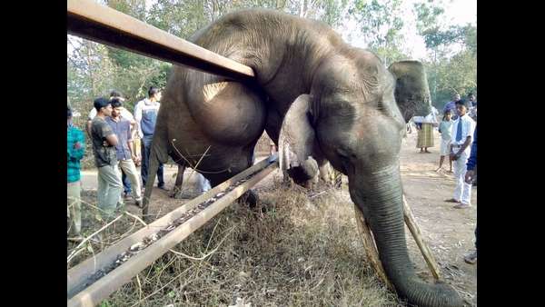 ಆನೆ ದಾರಿಗೆ ಅಡ್ಡ ಬಂದಿರುವುದು ಮನುಷ್ಯ