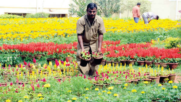 75000 flowers r Pots Ready For Mysuru Dasara Flower Show